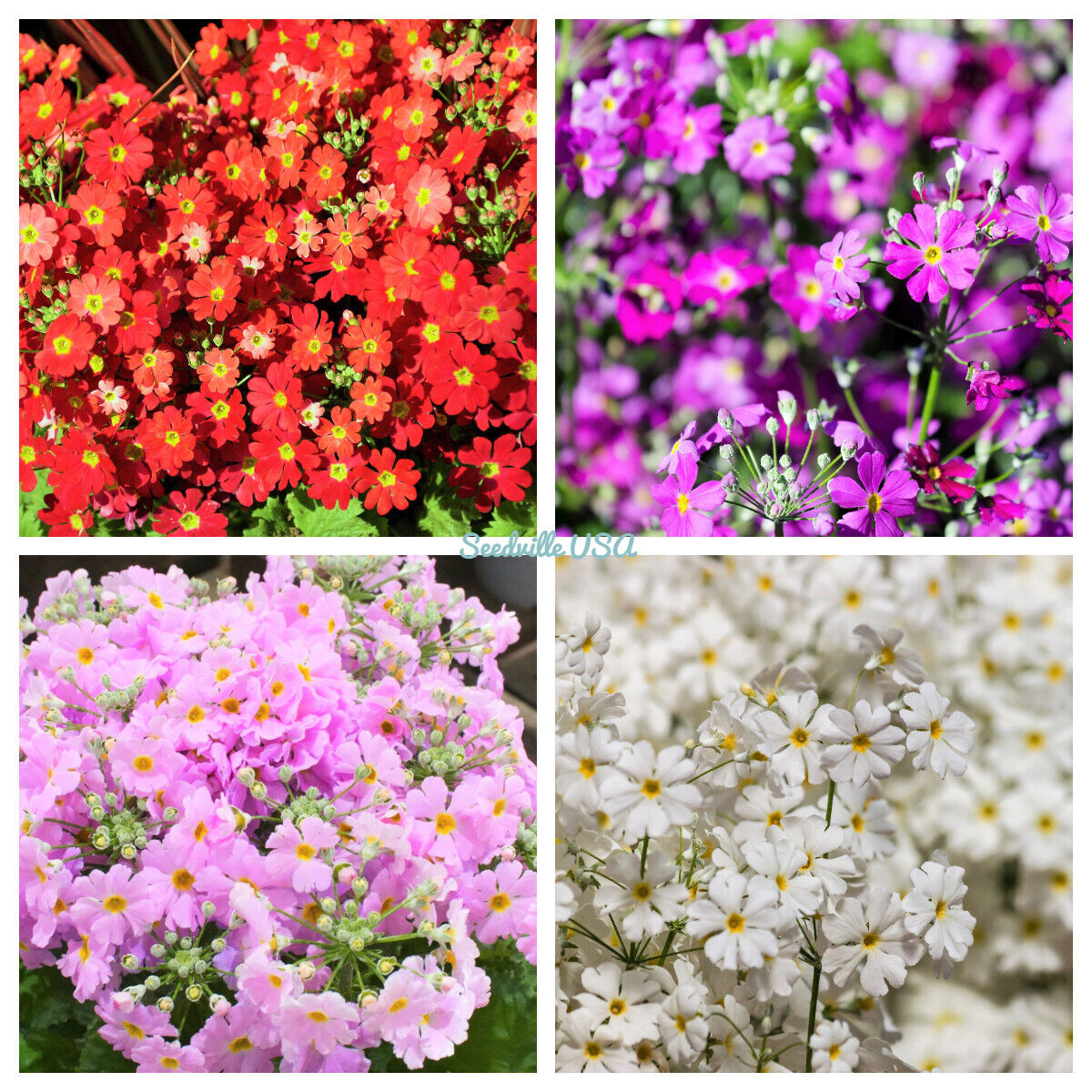 100 Mixed Colors Fairy Primrose Primula Malacoides Red Pink Purple Flower Seeds | www.seedsplantworld.com