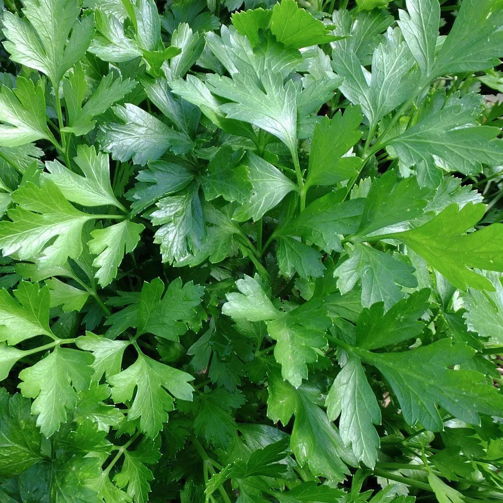 500 Giant Italian Parsley Seeds Heirloom Non-GMO Herb Seeds | www.seedsplantworld.com