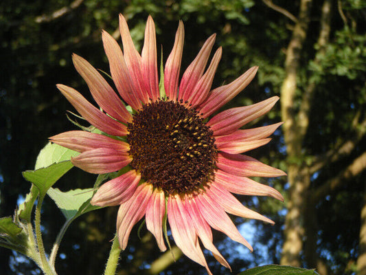 25+ Sunflower Indian Blanket Wildflower Annual Flower Seeds | www.seedsplantworld.com