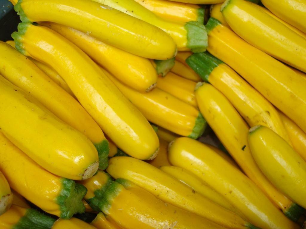 25 Ct Squash Golden Zucchini Summer NON-GMO Vegetable Seeds | www.seedsplantworld.com