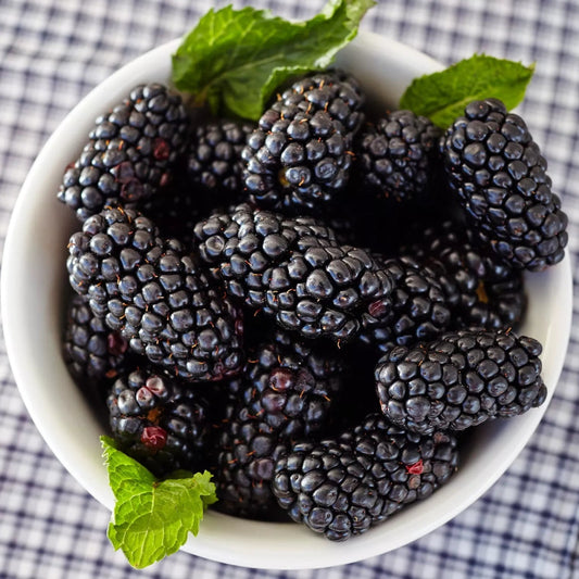 Columbia Star Thornless Trailing Type Blackberry Fruit Plants | www.seedsplantworld.com