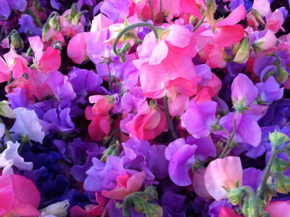 35 Ct Sweet Pea Royal Mix Annual Aroma Flower Seeds | www.seedsplantworld.com