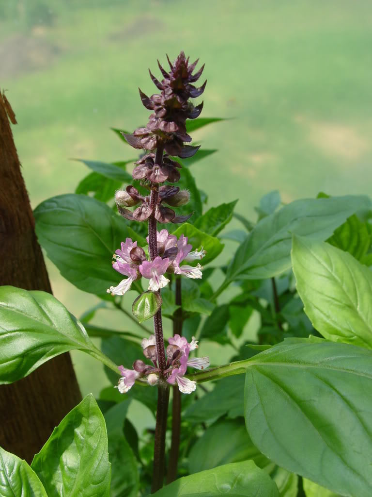 250 Green Tulsi Holy Basil Ocimum Sanctum Tenuiflorum Herb Flower Seeds | www.seedsplantworld.com