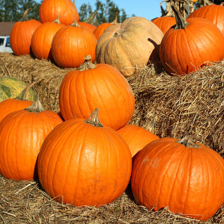 10 Ct Big Max Pumpkin Giant NON-GMO Vegetable Seeds | www.seedsplantworld.com