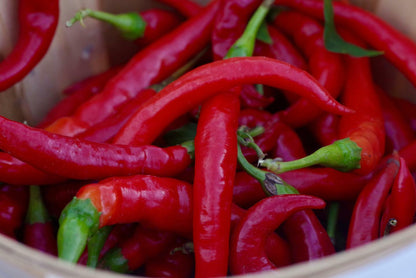 30 (8 Inch) Long Red Thin Hot Pepper Chili Erjintiao Chinese Hot Pepper Vegetable Seeds