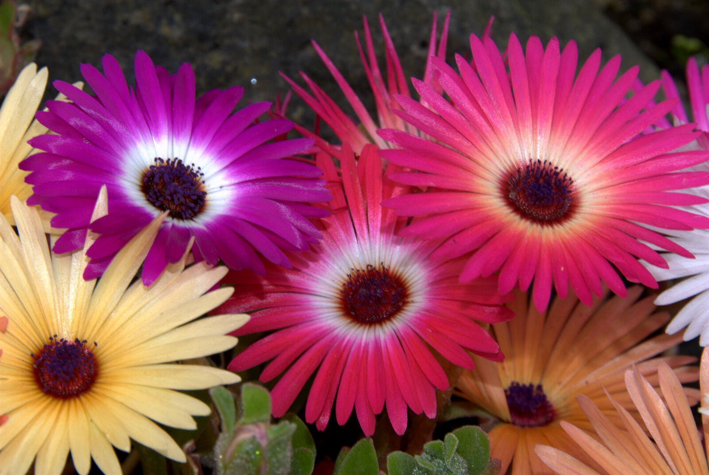 1430 Iceplant Ice Plant Mesembryanthemum Livingstone Daisy Flower Seeds | www.seedsplantworld.com