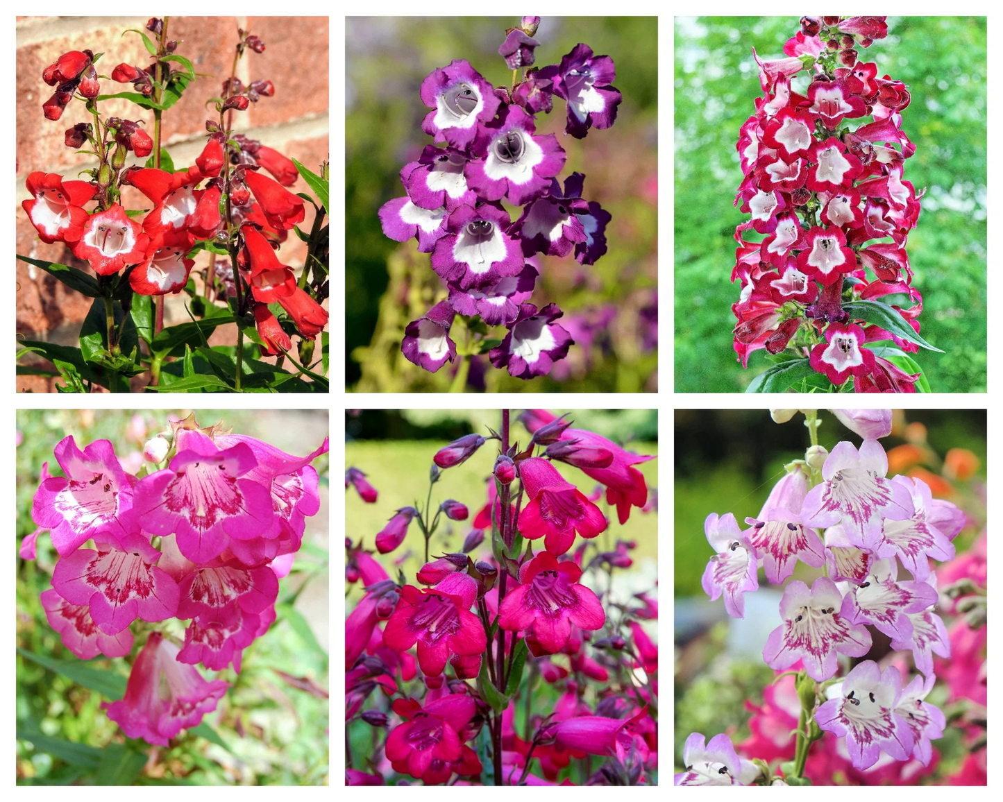 100 Sensation Mix Penstemon Hartwegii Beardtongue Mixed Colors Flower Seeds | www.seedsplantworld.com