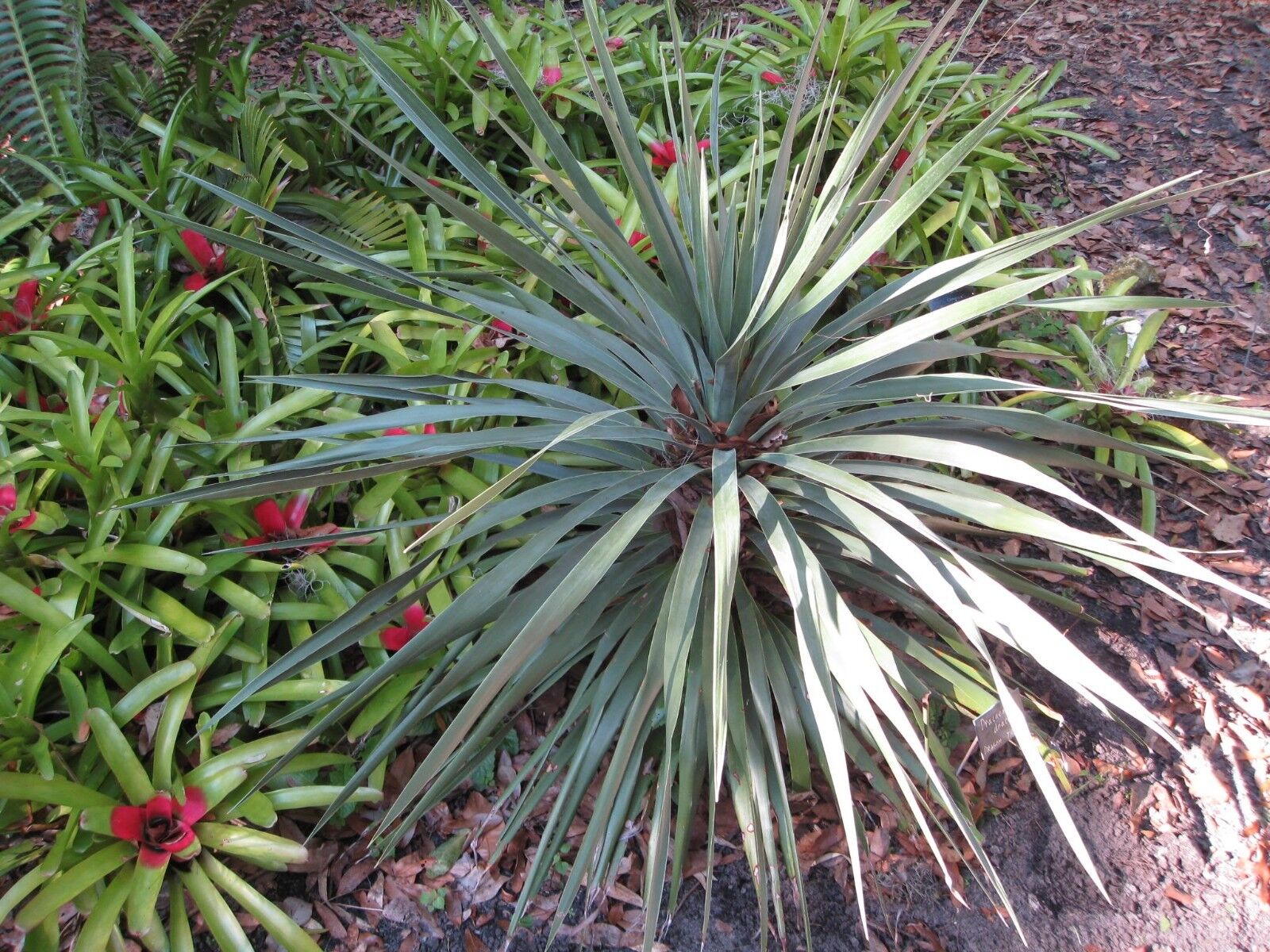 25 Blue Dracaena Spikes Cordyline Indivisa Flower Seeds | www.seedsplantworld.com