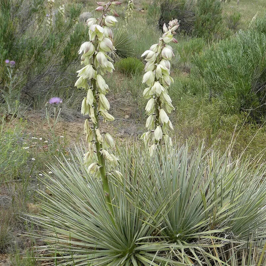 25 Soapweed Yucca Glauca White Flower Seeds | www.seedsplantworld.com