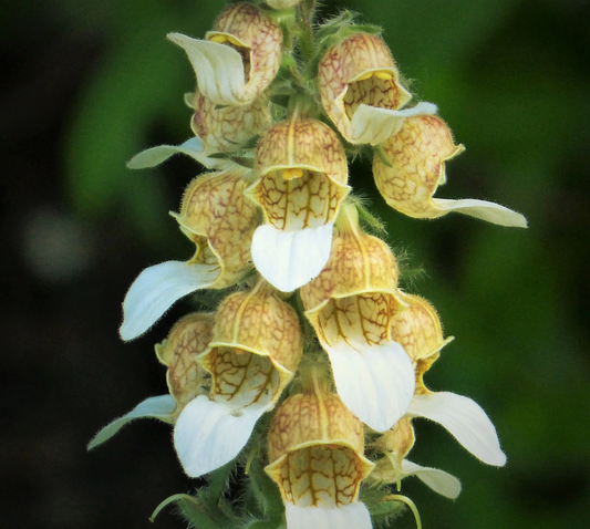 200 Grecian Foxglove Wooly Digitalis Lanata Hummingbird White Yellow Flower Seeds | www.seedsplantworld.com