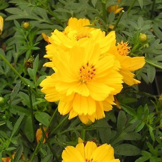 100 Ct Cosmos Tall Yellow Sulphur Garden Annual Flower Seeds | www.seedsplantworld.com