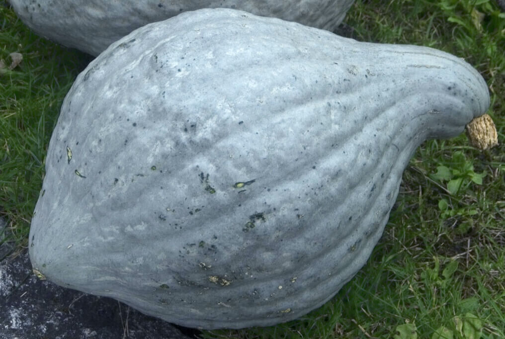 10 Squash Blue Hubbard Heirloom Vegetable Seeds | www.seedsplantworld.com