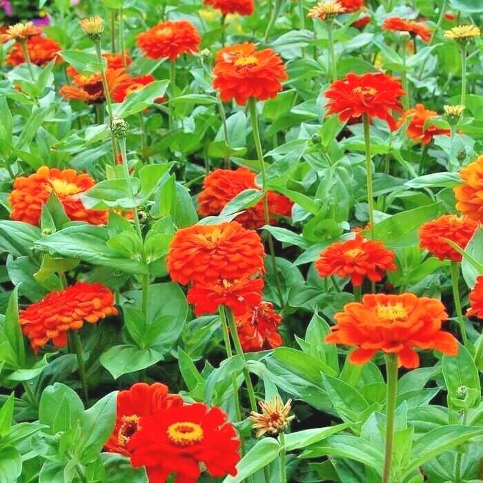 301 Orange Zinnia Flower Seeds | www.seedsplantworld.com