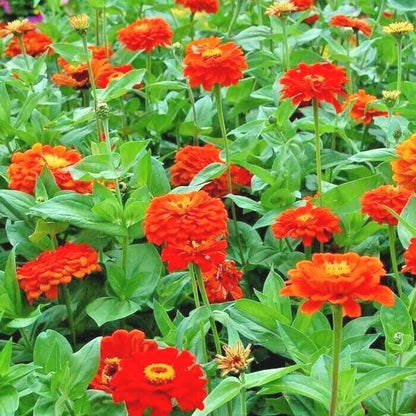 301 Orange Zinnia Flower Seeds | www.seedsplantworld.com