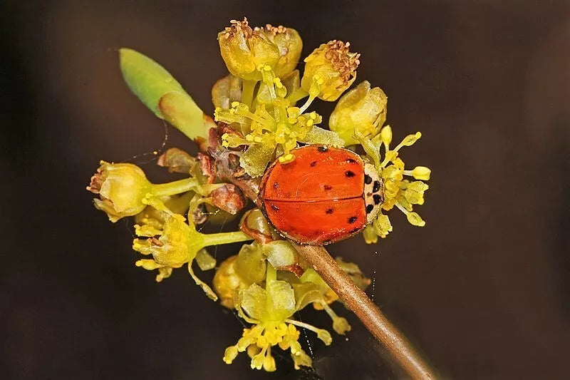 10 Spicebush Wild Allspice Lindera Benzoin Spice Bush Berry Yellow Flower Seeds | www.seedsplantworld.com