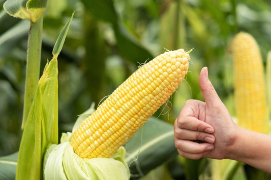 50 Honey Select Corn Sweet Yellow S.E. Sh2 Zea Mays Vegetable Seeds | www.seedsplantworld.com