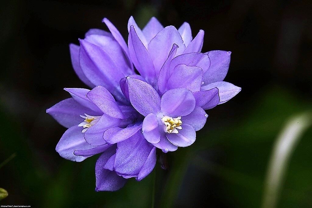 30 Wild Blue Hyacinth Dichelostemma Blue Dicks Purplehead Brodiaea Flower Seeds | www.seedsplantworld.com