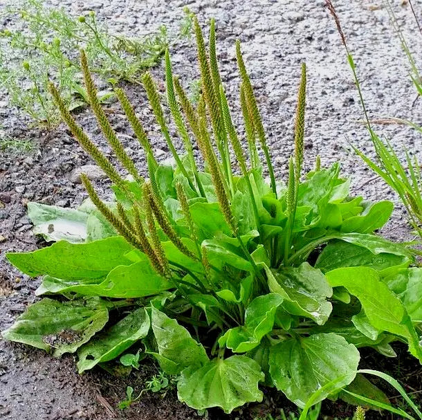 Wide Leaf Plantain 500 Seeds | www.seedsplantworld.com