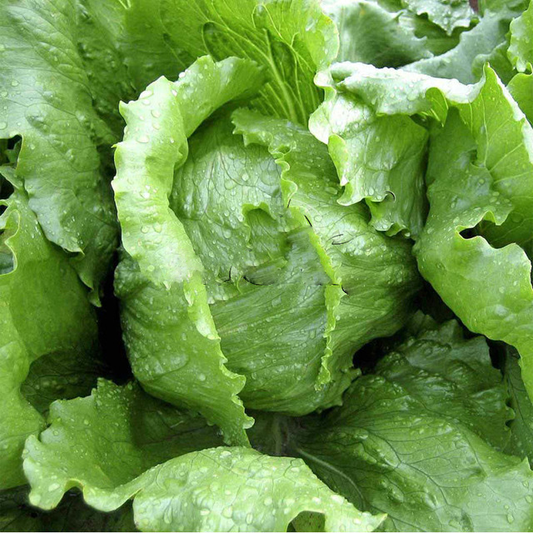 600+ Iceberg Lettuce Crisphead Garden NON-GMO Vegetable Seeds | www.seedsplantworld.com