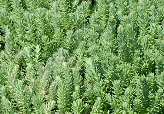 Sedum Rupestre Silver Spruce 200 Seeds