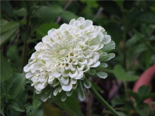 170 Zinnia Polar Bear All White Flower Zinnia Flower Seeds | www.seedsplantworld.com