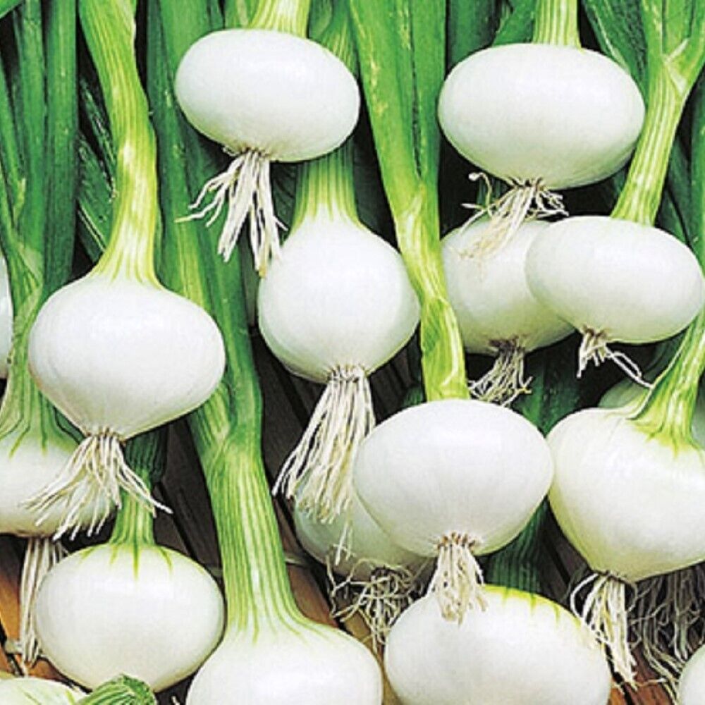 50 Barletta Onion NON-GMO Heirloom Vegetable Seeds | www.seedsplantworld.com