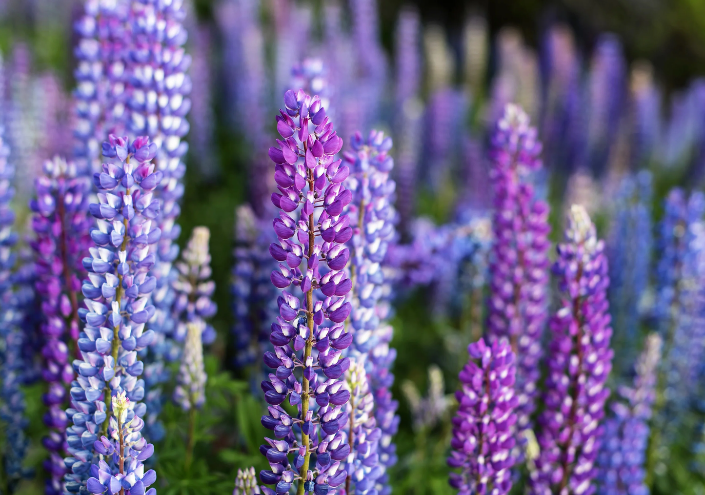 100 Perennial Lupine Blue Violet Lupinus Perennis Wild Sundial Purp Flower Seeds | www.seedsplantworld.com