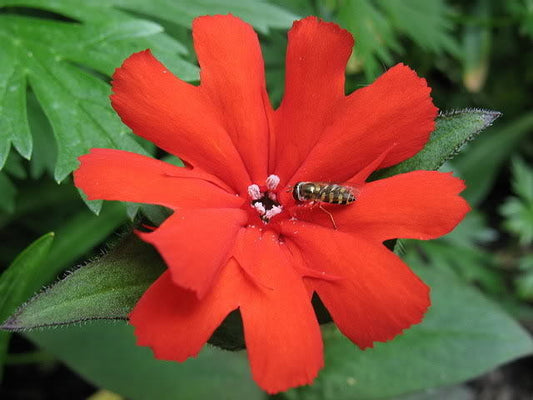 25 Vesuvius Campion Red Orange Lychnis Arkwrightii Catchfly Flower Seeds | www.seedsplantworld.com