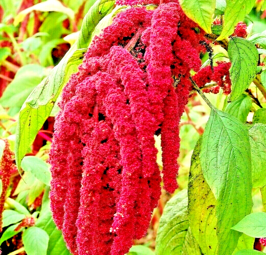 2000 Amaranth Love Lies Bleeding Spring Flower Garden Heirloom Non-Gmo Flower Seeds | www.seedsplantworld.com