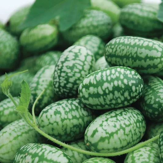 25 Mexican Sour Gherkin Cucumber Seeds Cucamelon Mouse Melon Vegetable Seeds | www.seedsplantworld.com