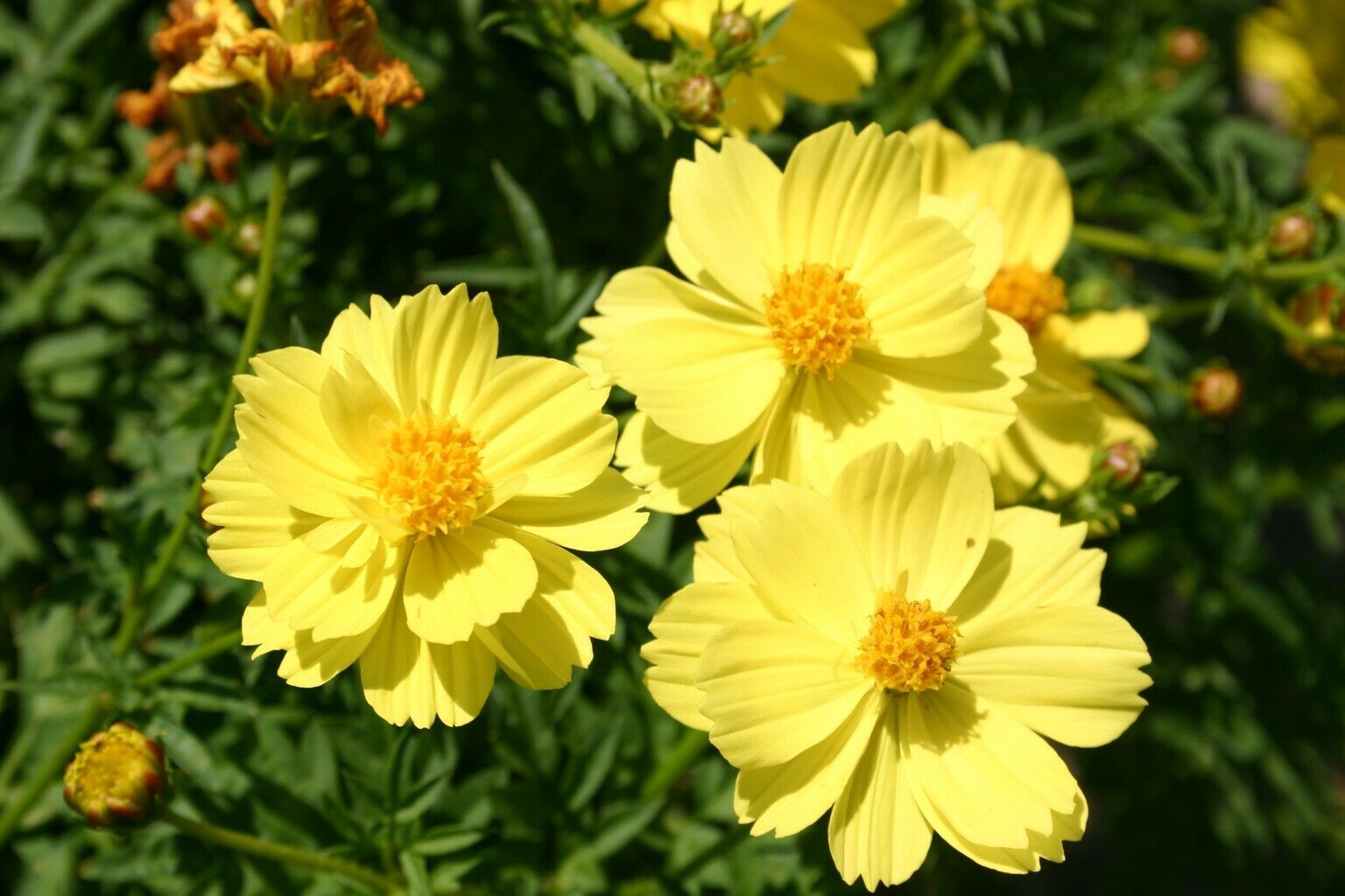 90 Cosmos Yellow Tall Flowers Sulpher Flower Seeds | www.seedsplantworld.com