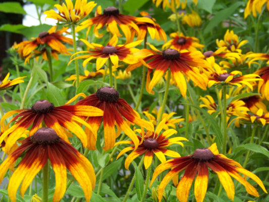 470 Daisy Gloriosa Perennial Flower Seeds | www.seedsplantworld.com