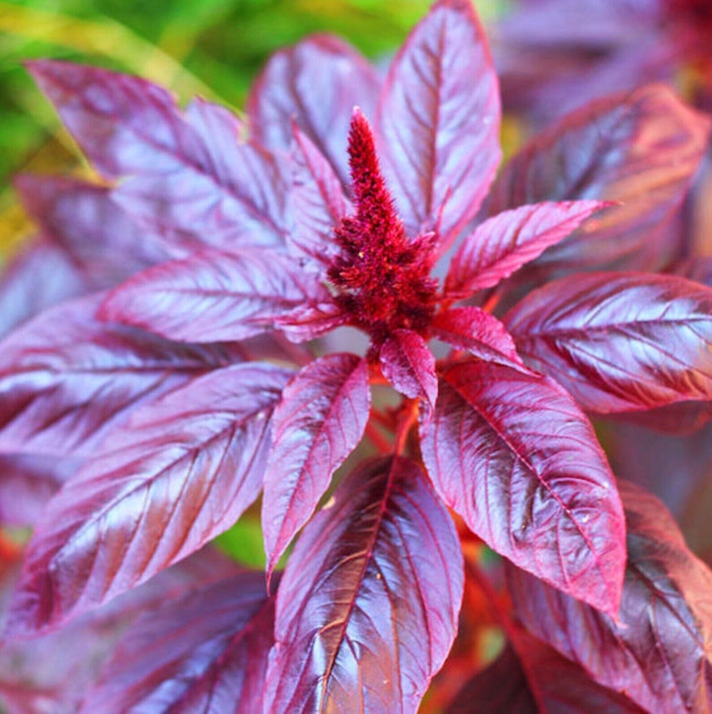 1000+ Red Garnet Amaranth Amaranthus Tricolor Annual NON-GMO Flowers Seeds | www.seedsplantworld.com