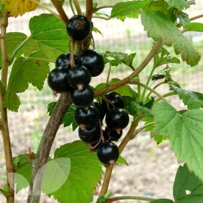 Red, White, & Black Currant (3 Colors) Special Healthy Live Fruit Plants | www.seedsplantworld.com