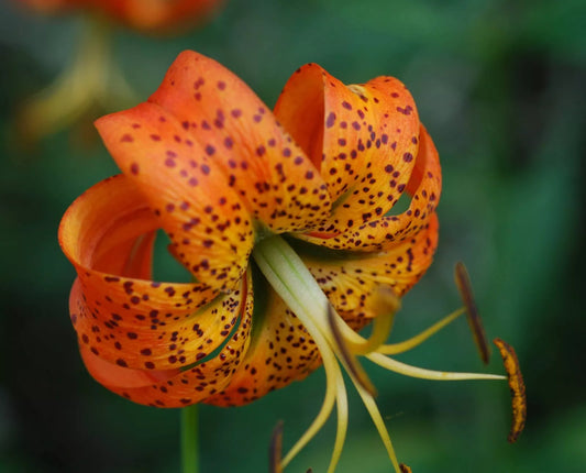 Turk'S Cap Lily 5 Bulbs Lily Superbum Live Plant