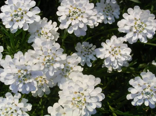 1000 White Empress Candytuft Iberis Amara Flower Seeds | www.seedsplantworld.com