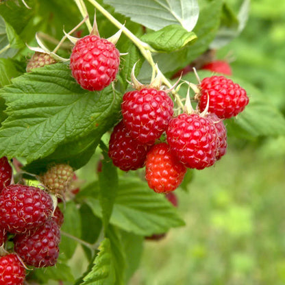 Boyne Early Season Red Raspberry Potted Fruit Plants