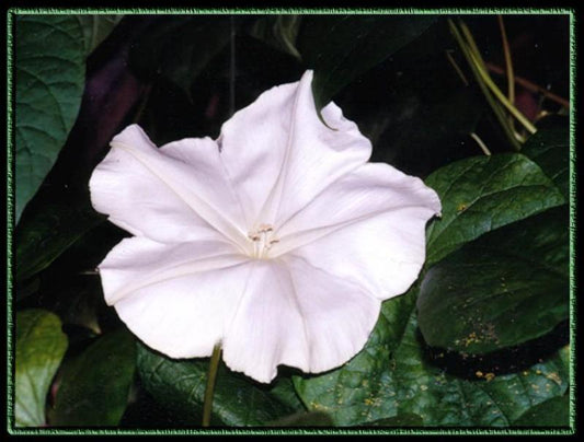 18 Moonflower Night Bloom Vine White Flower Fragrant Flower Seeds | www.seedsplantworld.com