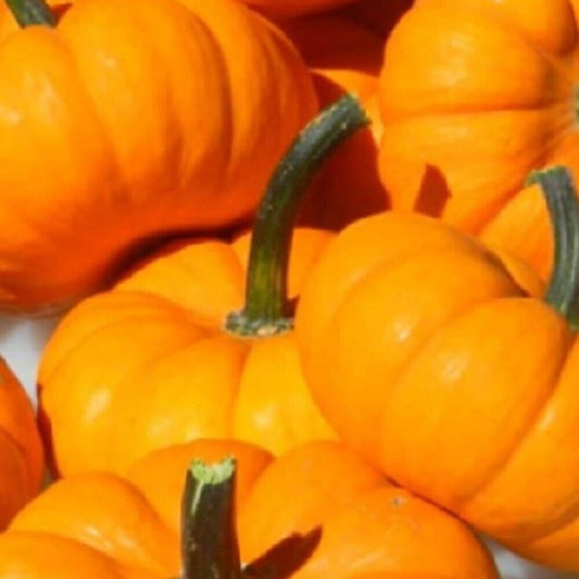 80 Jack Be Little Pumpkin NON-GMO Heirloom Fruit Seeds | www.seedsplantworld.com