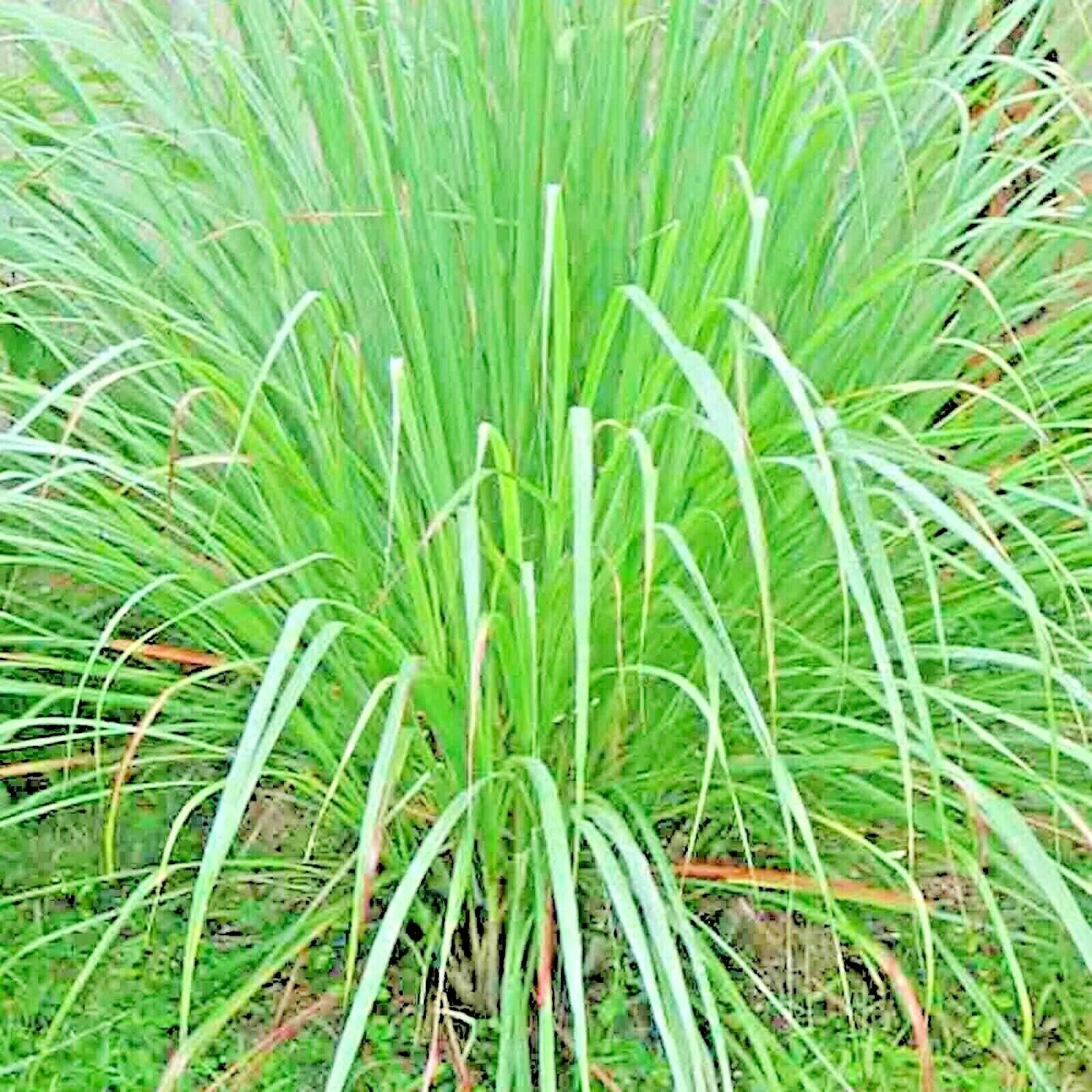 400 Lemongrass Lemon Grass Mosquito Insect Repellent Fresh Non-Gmo Herb Seeds | www.seedsplantworld.com