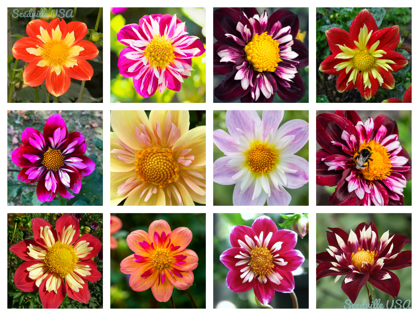 50 Mixed Collarette Dahlia Variabilis Two Tone Red Pink Yellow Flower Seeds | www.seedsplantworld.com