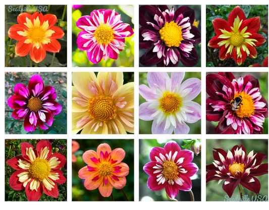 50 Mixed Collarette Dahlia Variabilis Two Tone Red Pink Yellow Flower Seeds | www.seedsplantworld.com