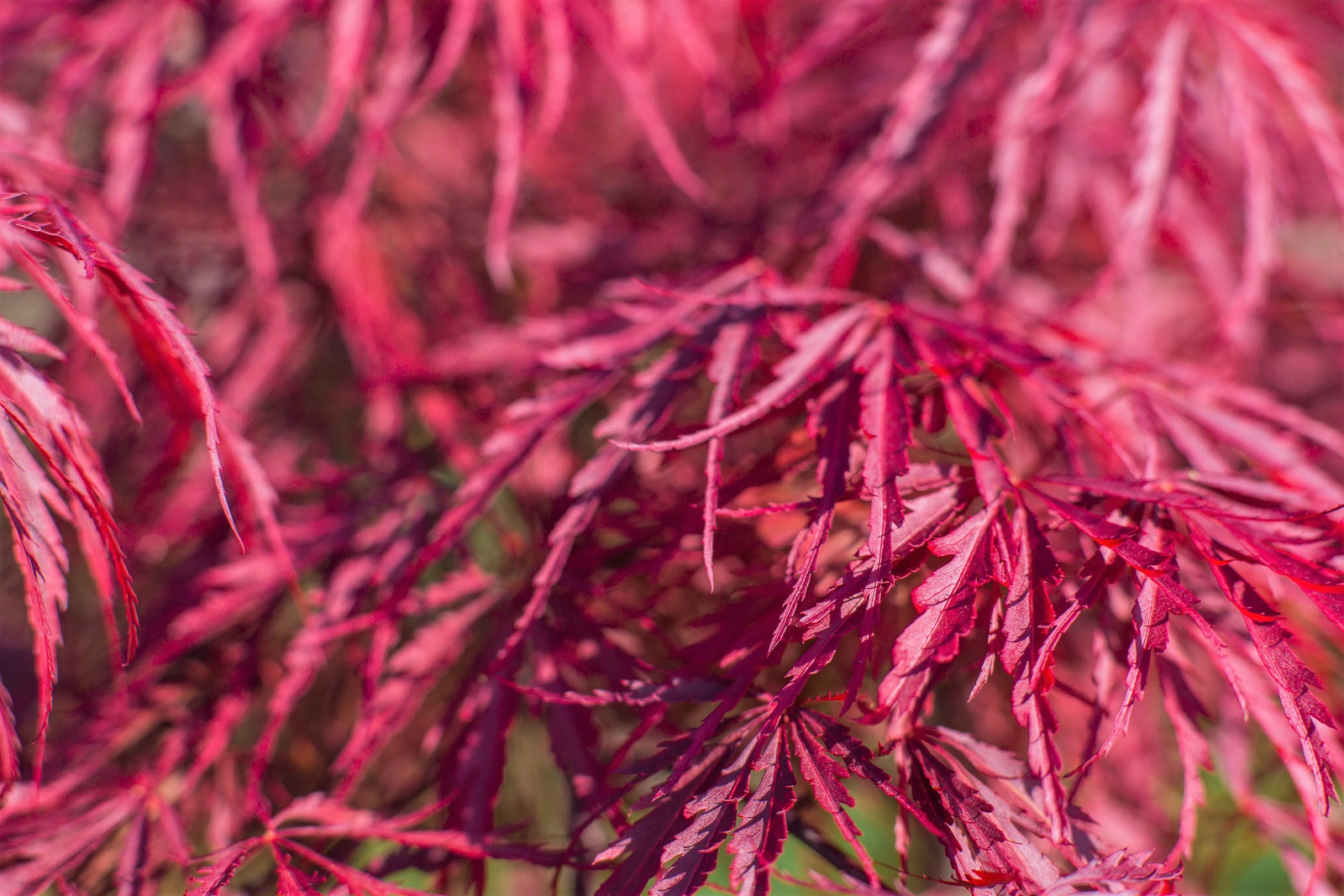 10 Red Dwarf Japanese Laceleaf Maple Tree Acer Palmatum Atropurpureum Seeds | www.seedsplantworld.com