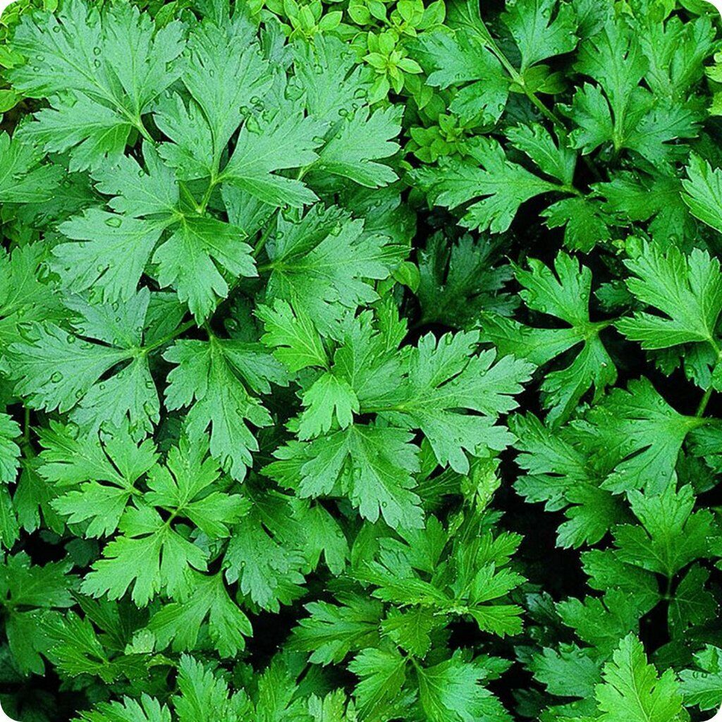 500+ Giant Of Italy Parsley Leaf Garden NON-GMO Herb Seeds | www.seedsplantworld.com