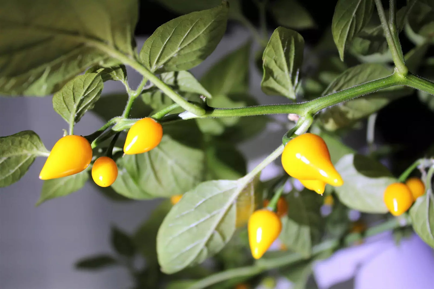 25 Yellow Biquinho Pepper Brazilian Capsicum Chinense Chile Sweety Drop Seeds | www.seedsplantworld.com