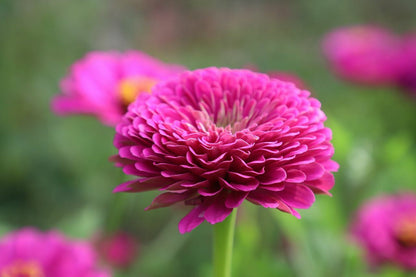 300 Rose Zinnia Flower Seeds | www.seedsplantworld.com