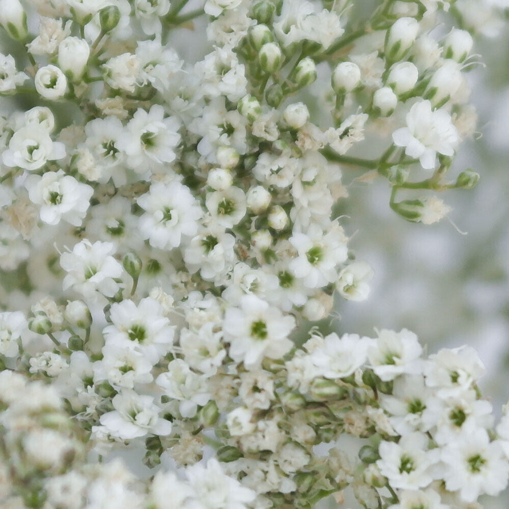 1000+ Baby's Breath Gypsophila Flower Seeds | www.seedsplantworld.com