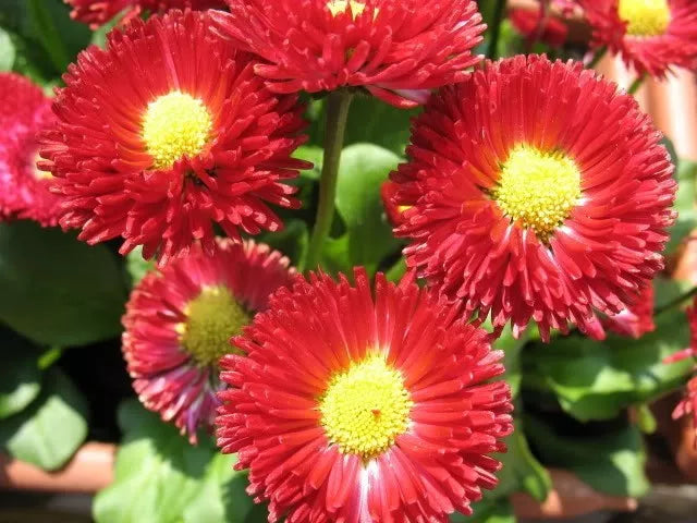 100 Red English Daisy Bellis Perennis Flower Seeds | www.seedsplantworld.com