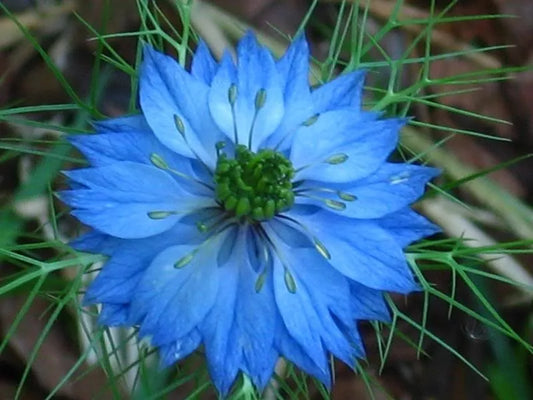 500 Blue Love In A Mist Miss Jekyll Nigella Damascena Flower Seeds | www.seedsplantworld.com