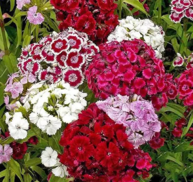 500 Mixed Colors Sweet William Pinks Seeds Dianthus Barbatus Red Pink Flower Seeds | www.seedsplantworld.com